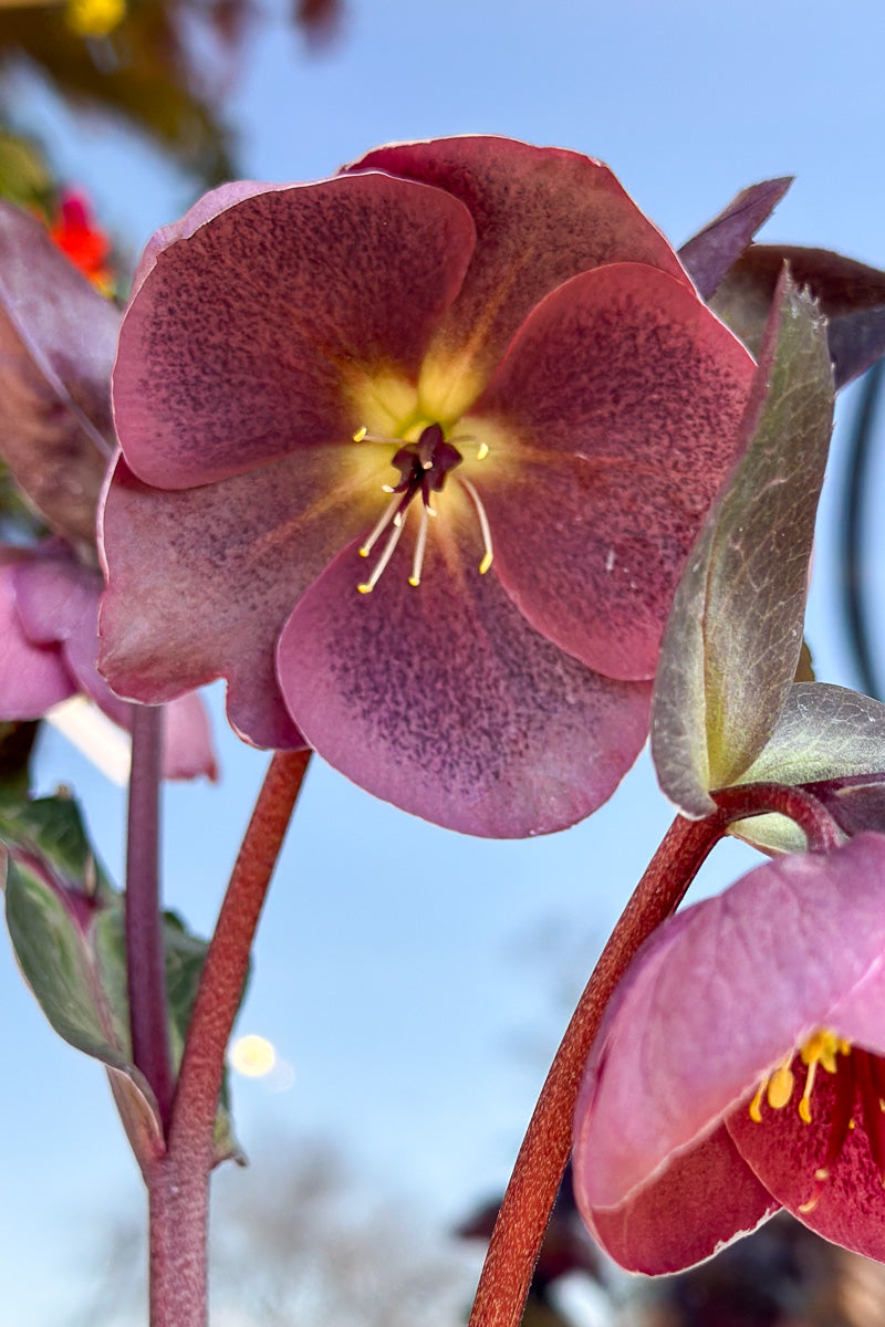 Hellebore, Pippa's Purple