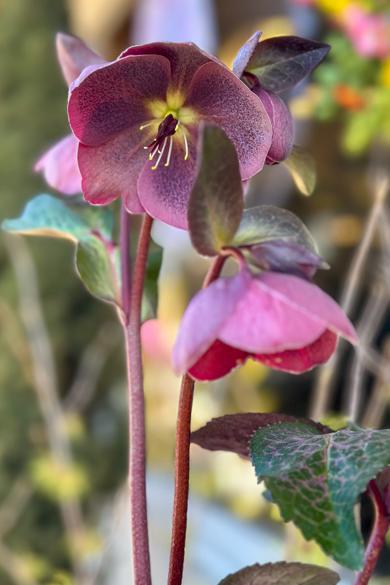 Hellebore, Pippa's Purple