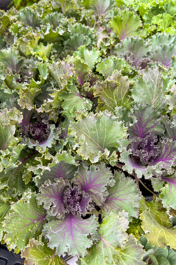 Ornamental Kale, Kamome Red