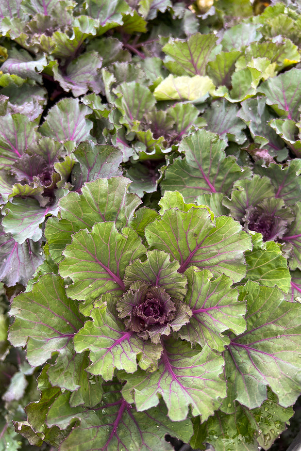 Ornamental Kale, Osaka Red