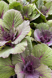 Ornamental Kale, Osaka Red