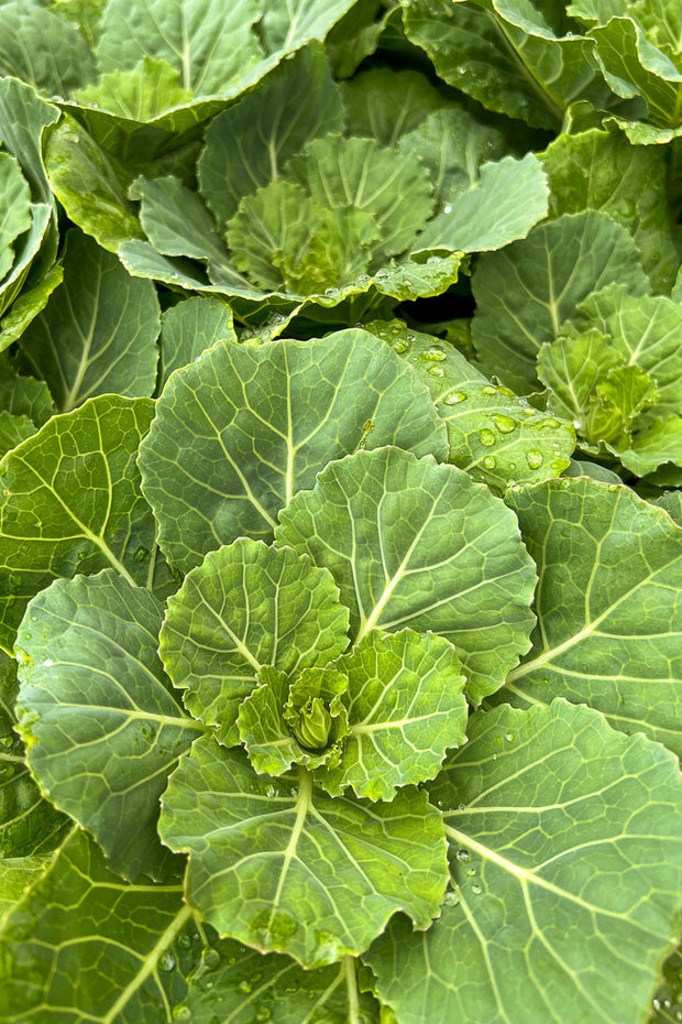 Ornamental Kale, Pigeon White