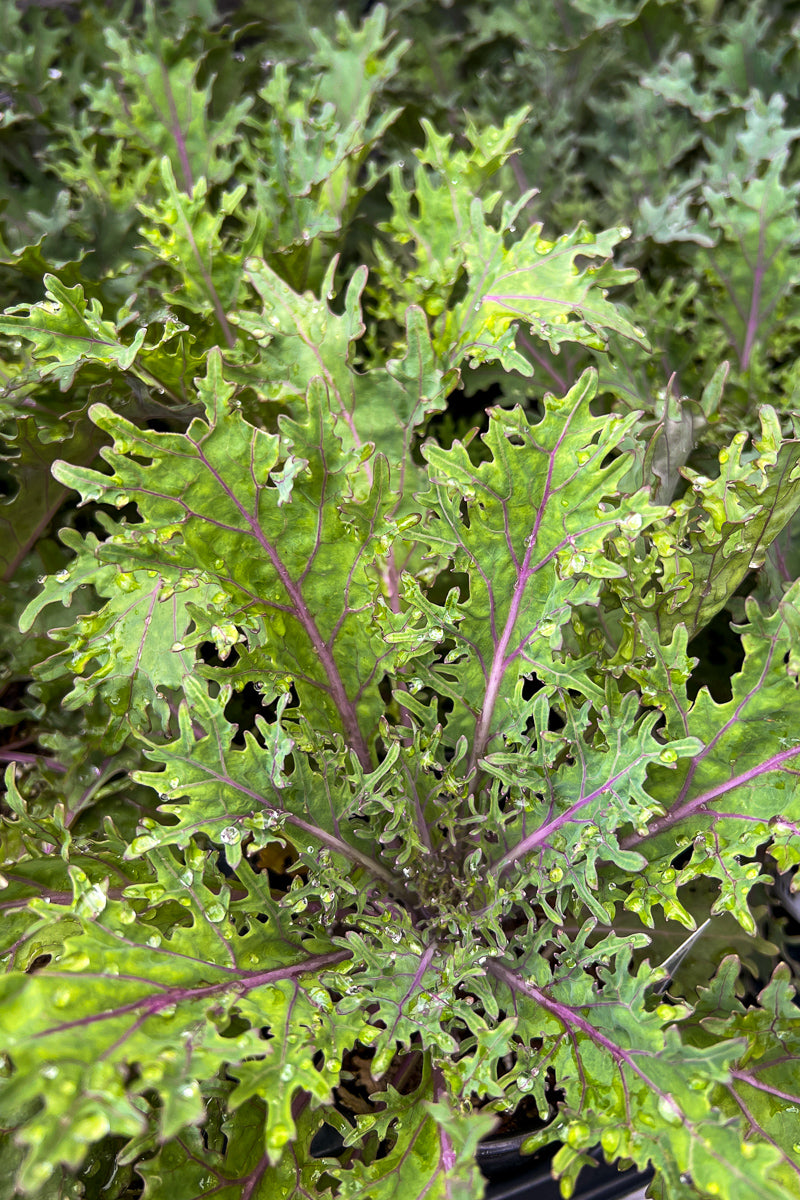 Ornamental Kale, Peacock Red
