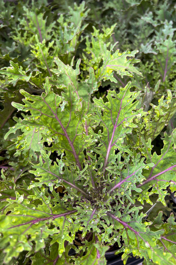 Ornamental Kale.Peacock Red