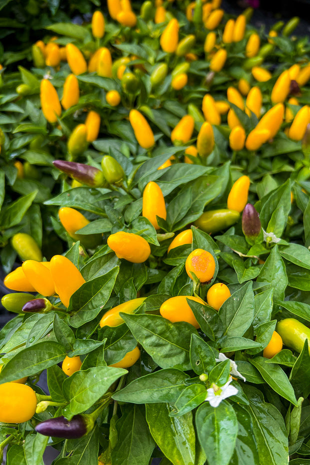 Ornamental Pepper, Acapulco Yellow 4"