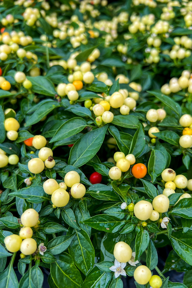 Ornamental Pepper, Hot Pops Yellow