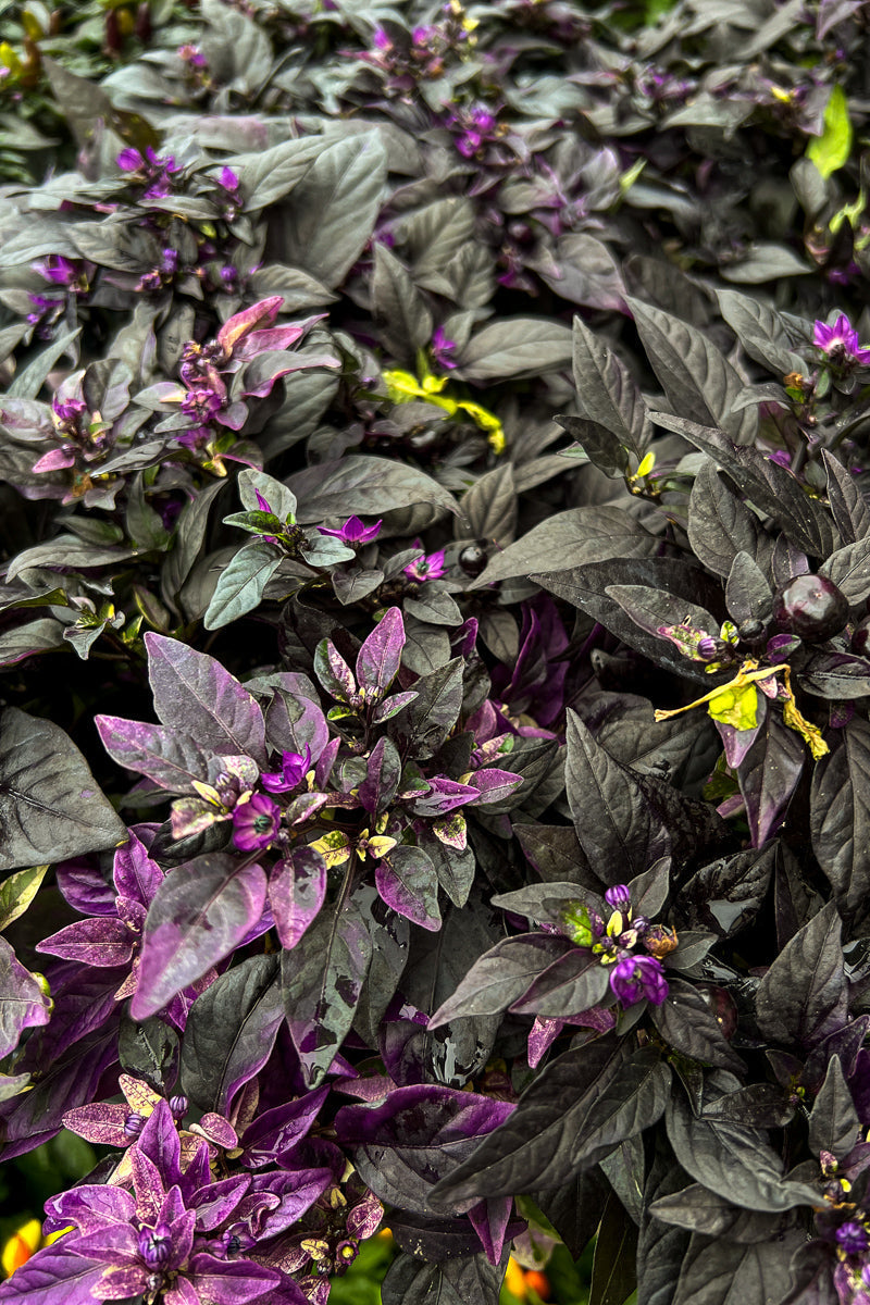 Ornamental Pepper, Purple Flash