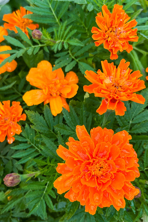 Marigold Durango Tangerine