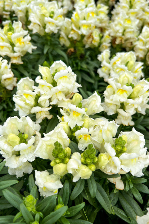 Snapdragon, Liberty White