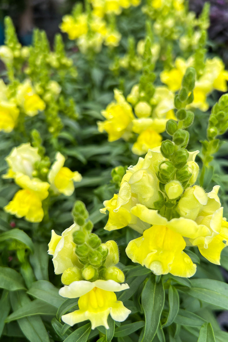 Snapdragon, Yellow