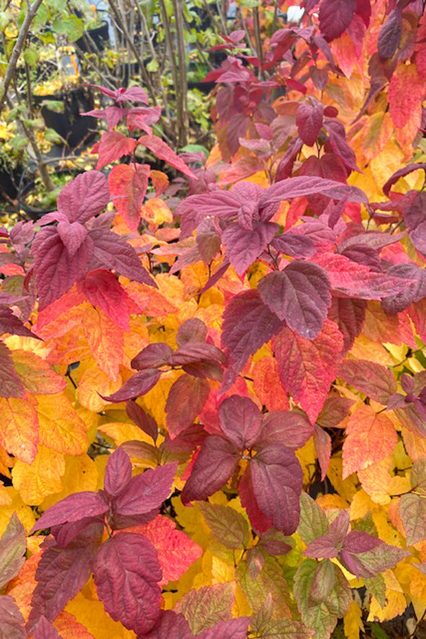 Spirea, Japonica Macrophylla