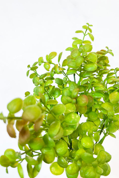 Silk, Jade Plant 12" Green/Bu