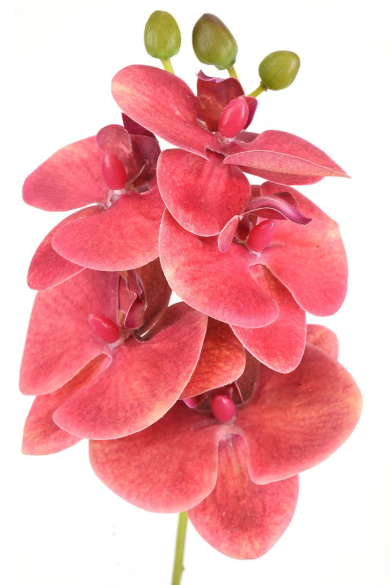SILK SPRAY PHALAENOPSIS 14"