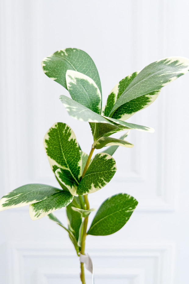Silk Pittosporum Leaf Spray Green/Vr