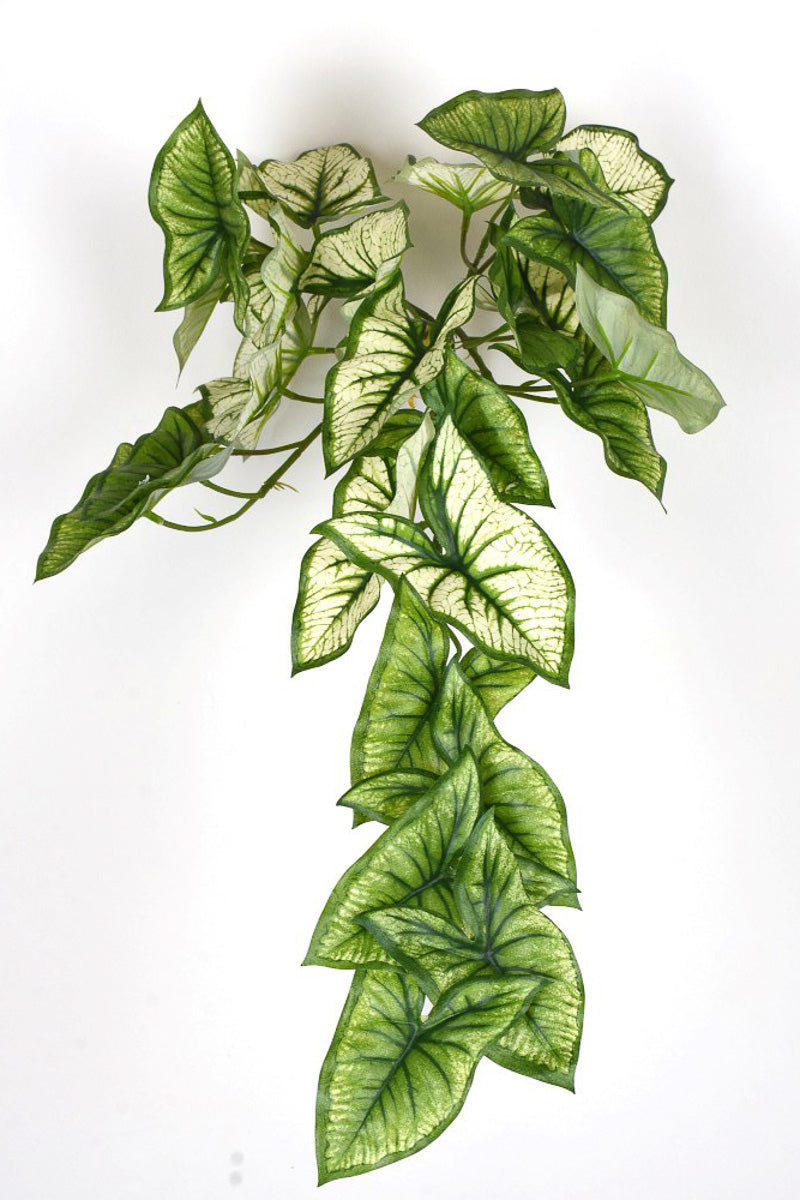 SILK CALADIUM HNG BUSH 18" GRN