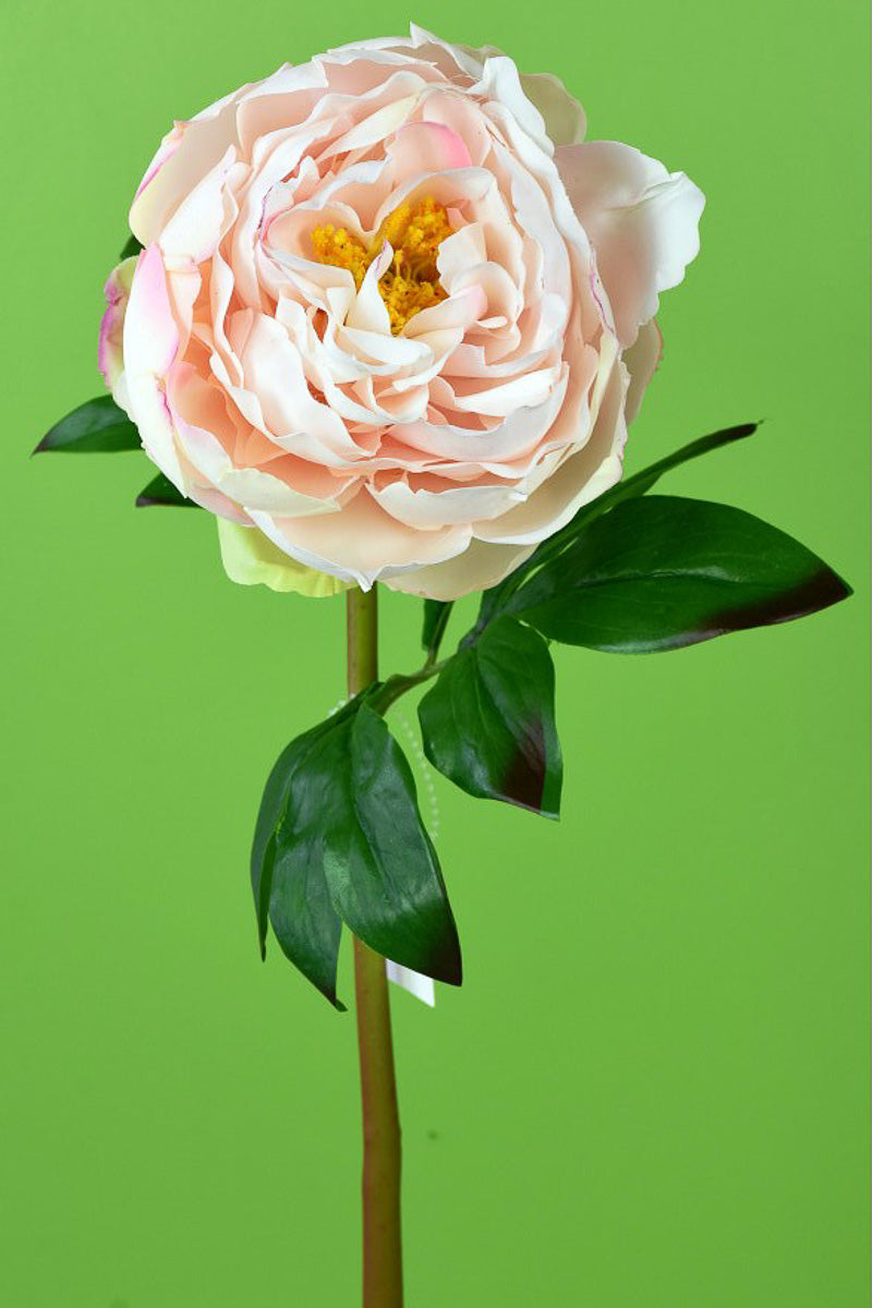 SILK PEONY STEM FT BLUSH 22"