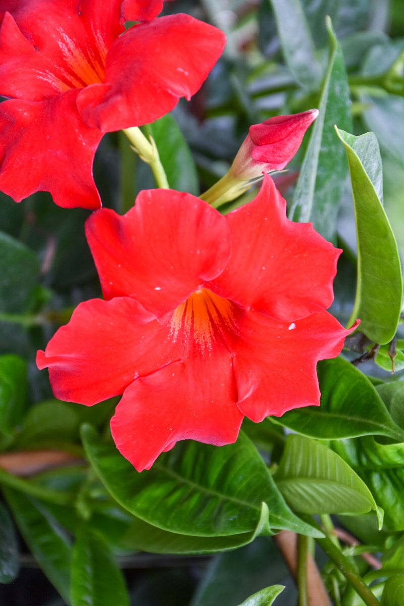 Mandevilla, Red