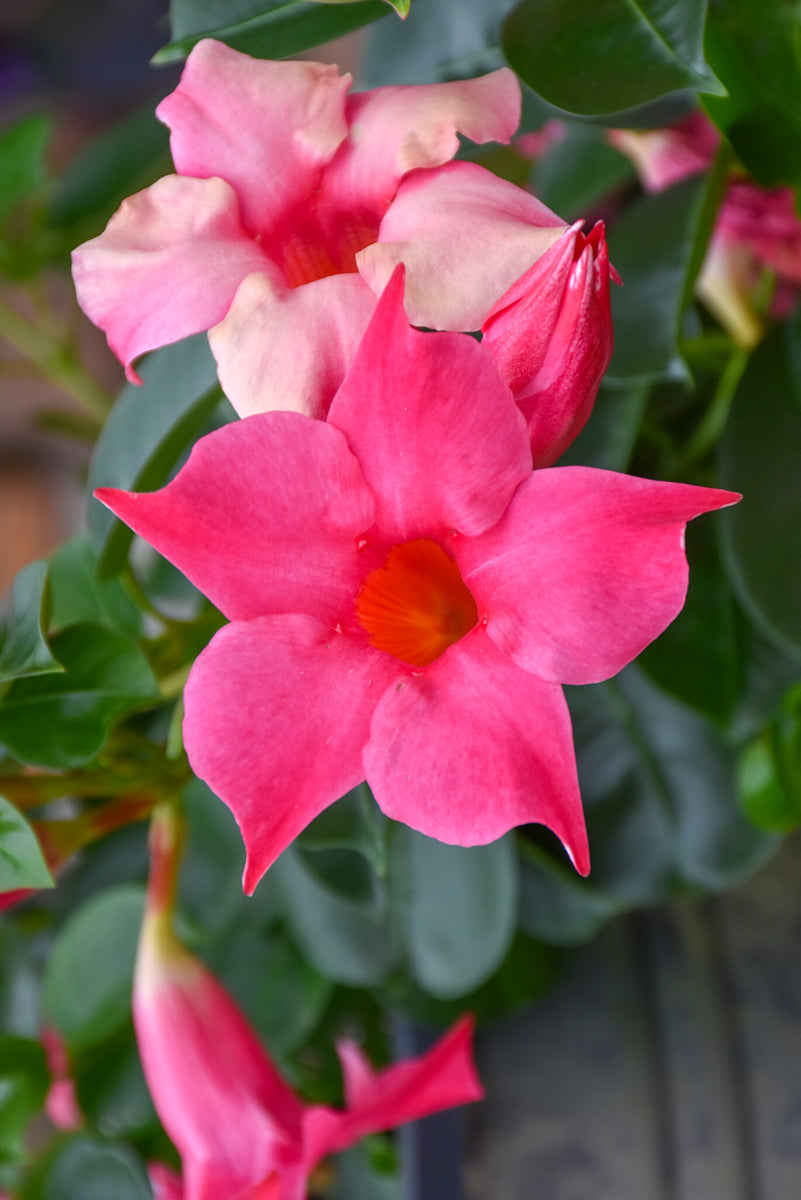 Mandevilla, Pink