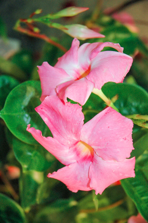 Mandevilla, Sun Parasol Giant