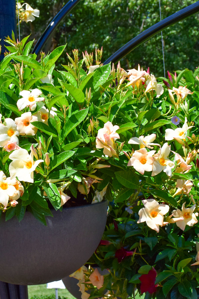 Mandevilla, Sun Parasol Apricot