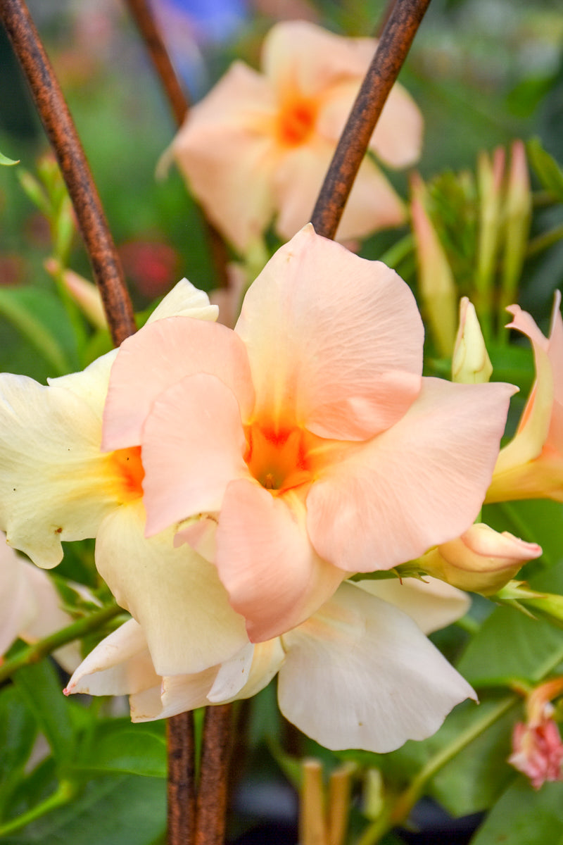 Mandevilla, Teepee Apricot