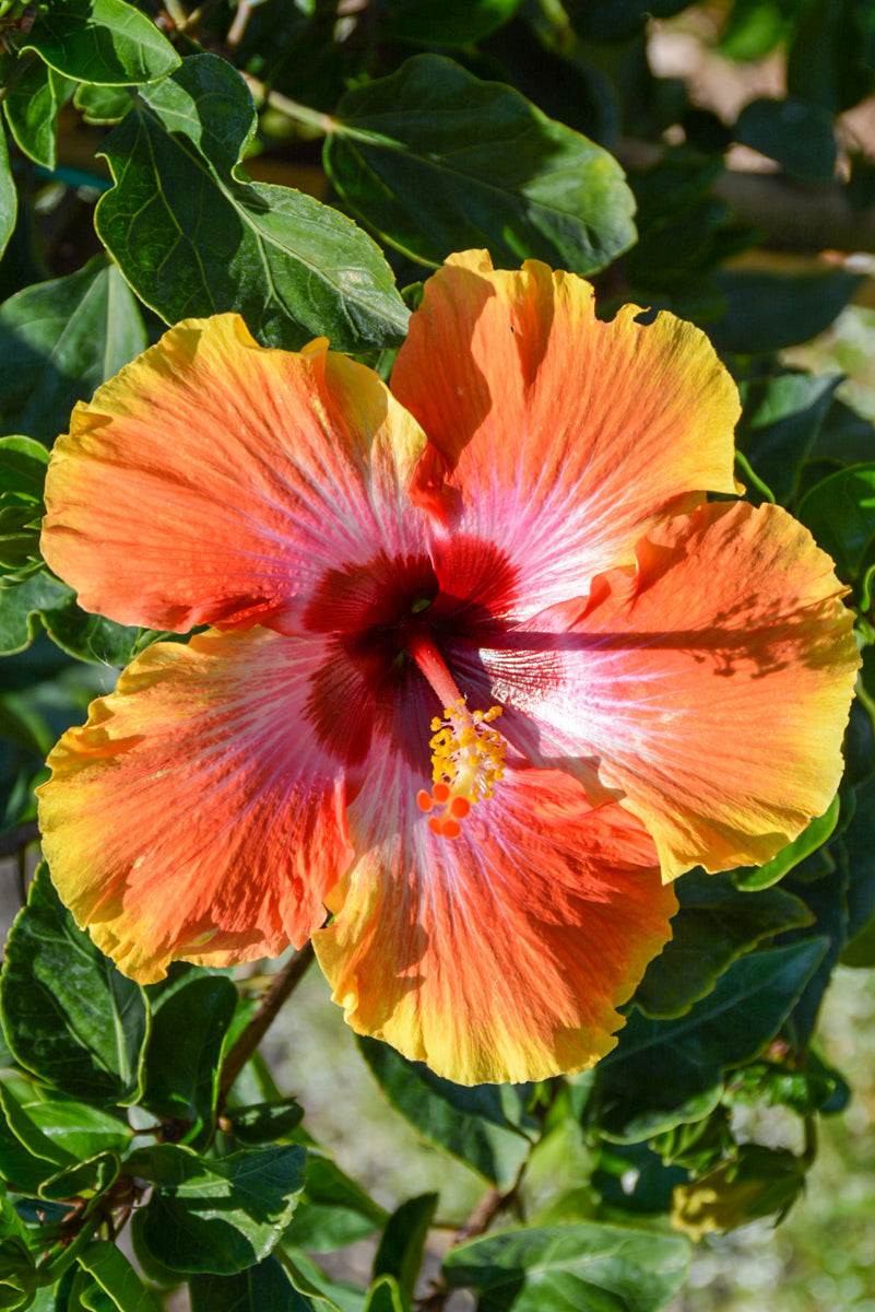 Hibiscus, Fiesta