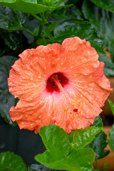 Hibiscus, Mandarin Wind 10" STD