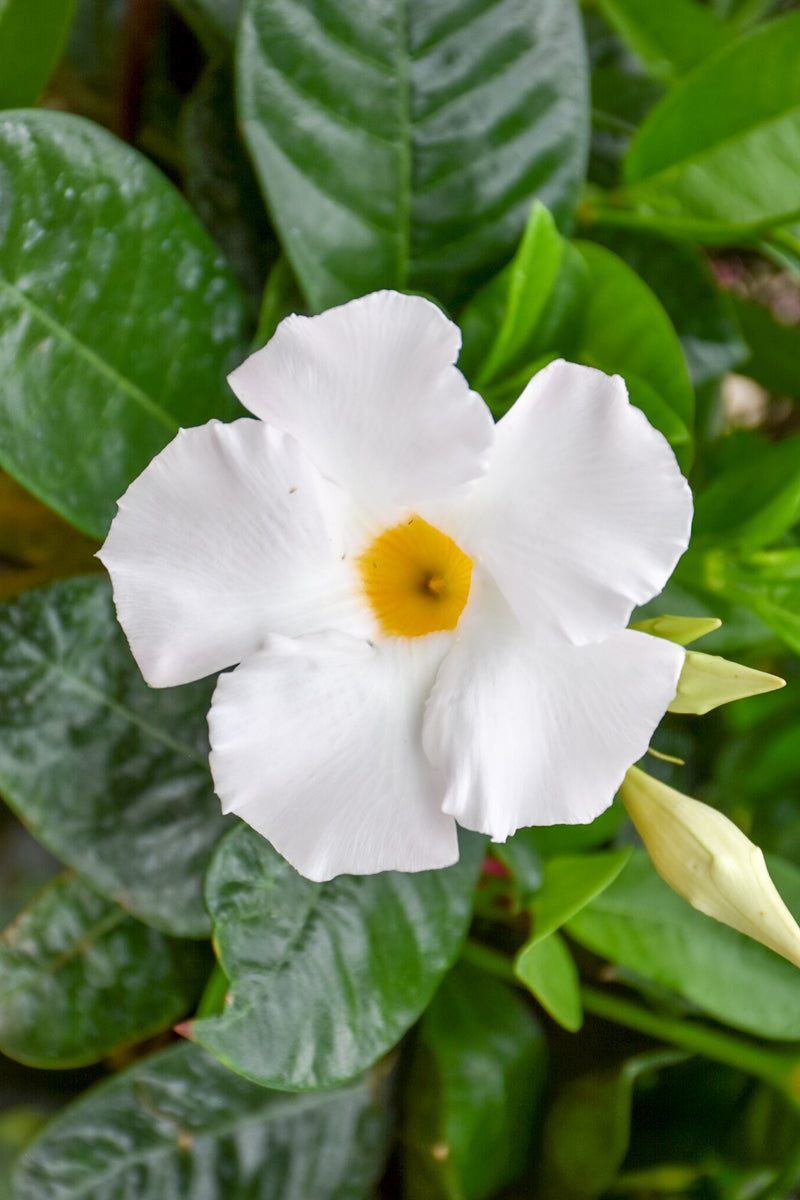 Mandevilla, White