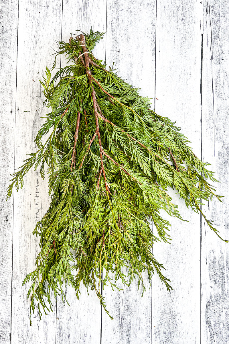 Tips, Variegated Cedar