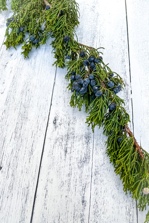 Juniper, Blue Berried Bunch