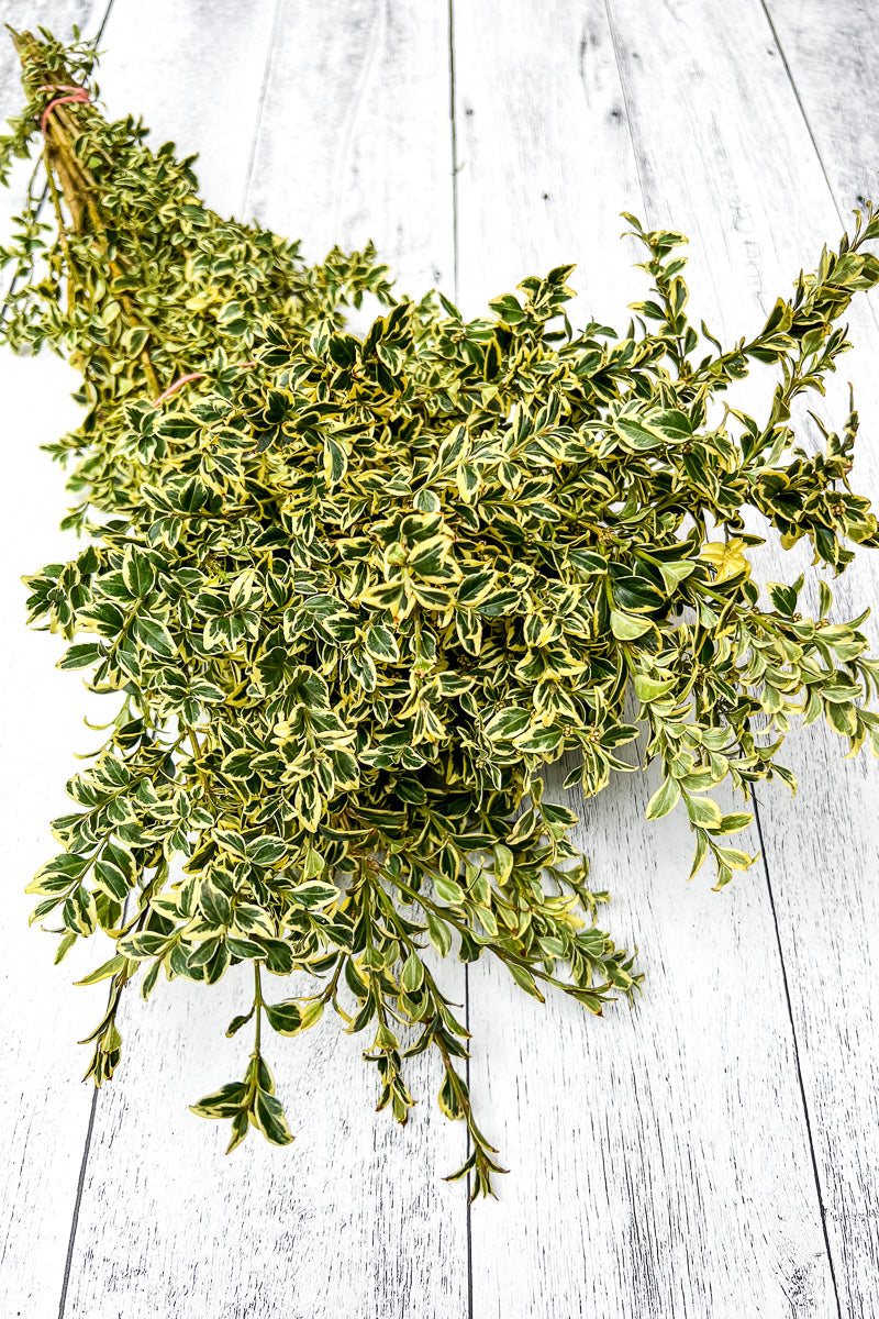 Tips, Boxwood English Variegated