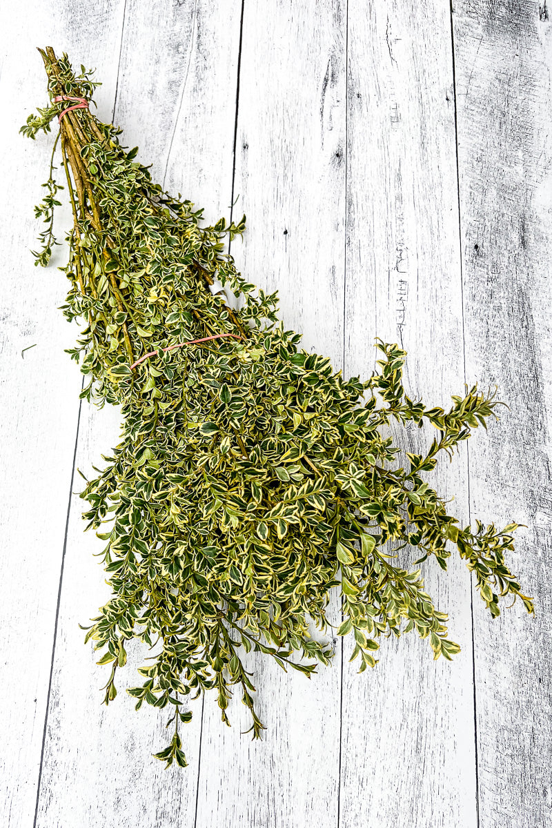 Tips, Boxwood English Variegated