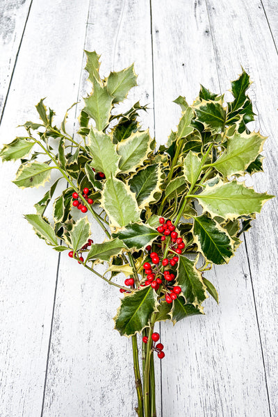 Bouquet, Holly Variegated