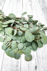 Eucalyptus Silver Dollar