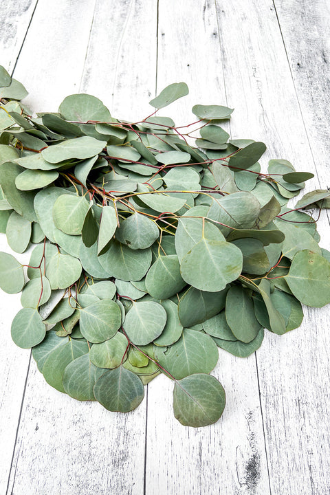 Eucalyptus Silver Dollar