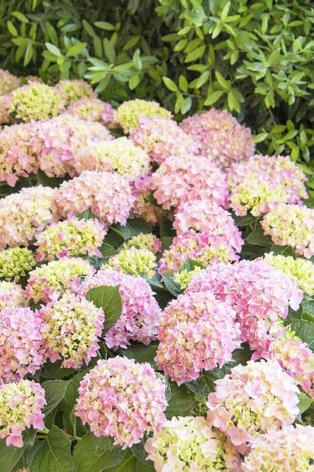 Hydrangea Macrophylla Pink Splendor