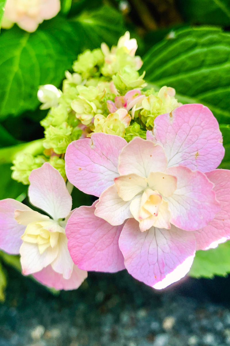 Hydrangea, Felicity