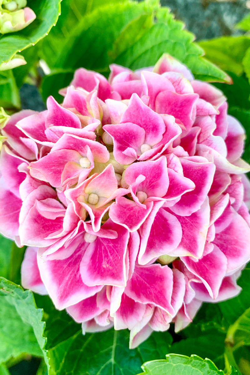 Hydrangea, Violet Crown