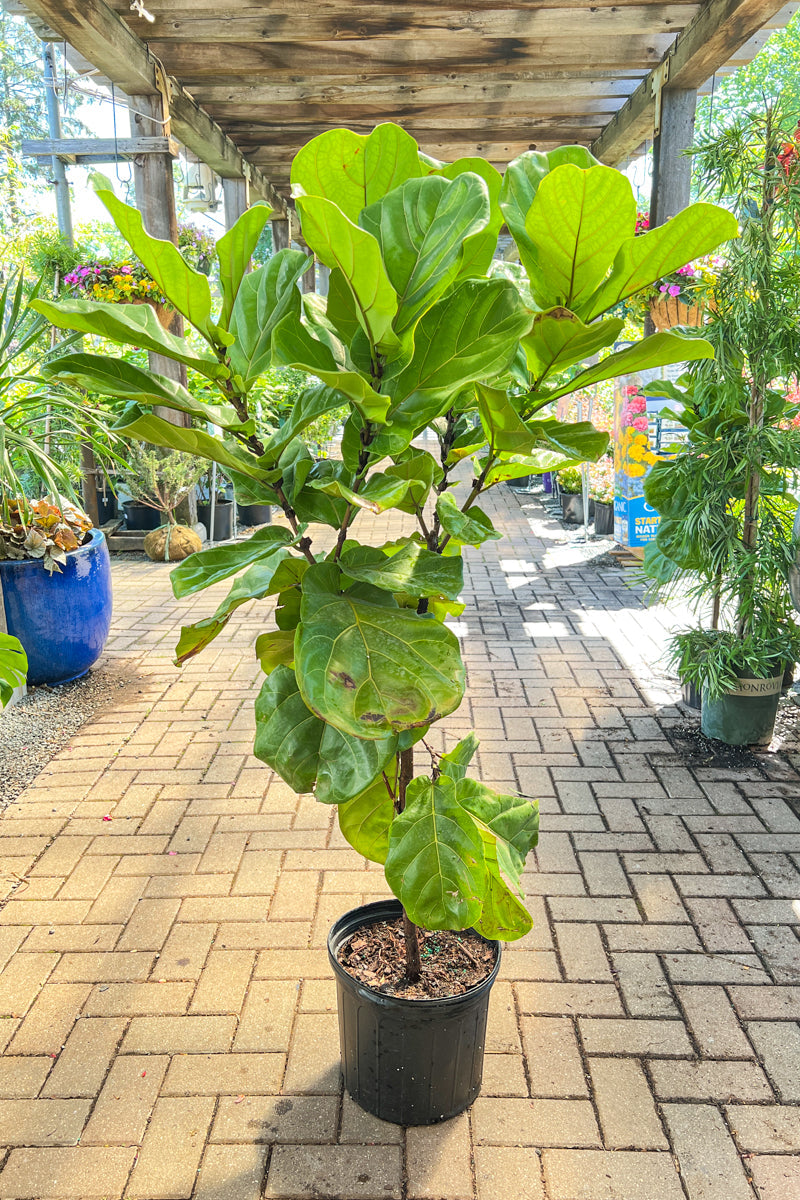 Ficus, Fiddleleaf Fig 12" Std