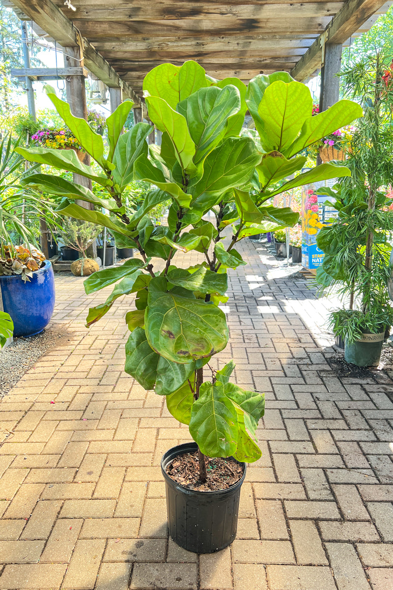 Ficus, Fiddleleaf Fig 14" Std