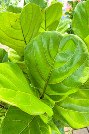 Ficus, Fiddleleaf Fig 12" Std