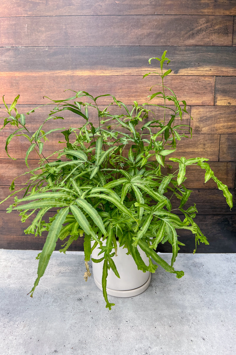 Fern, Pteris Assorted 6"