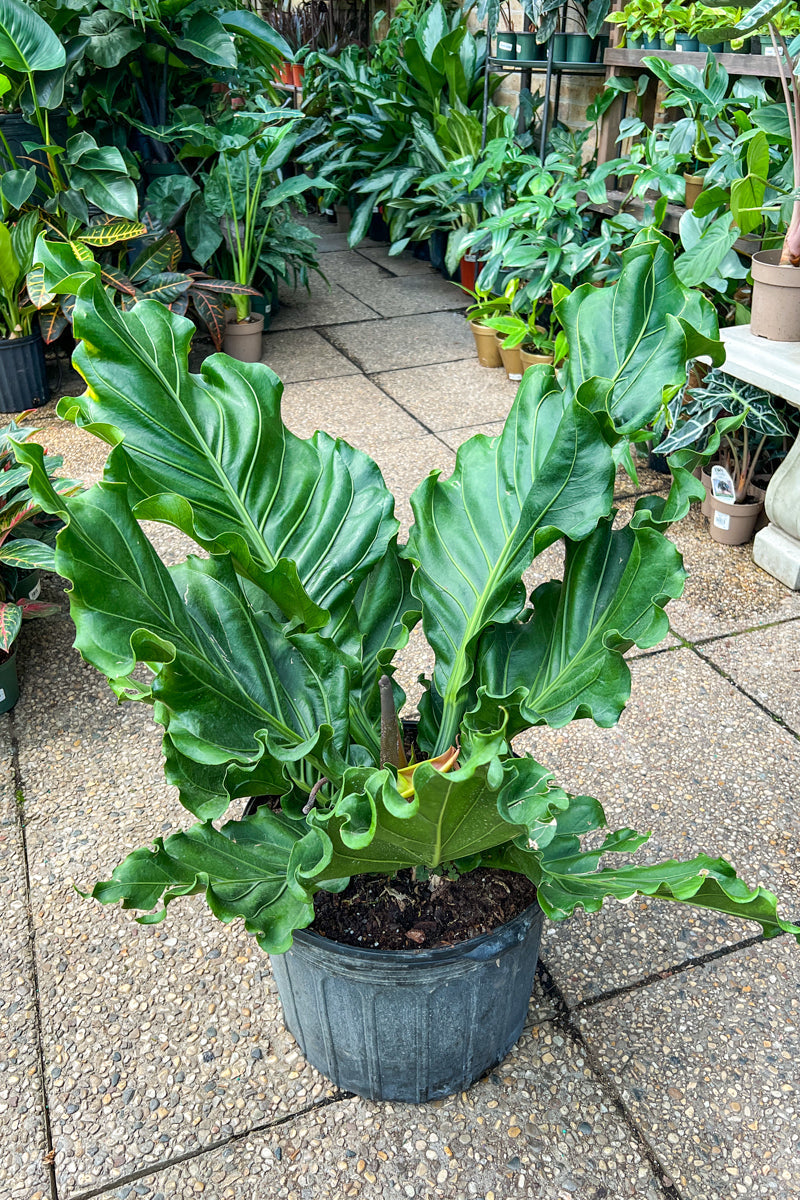 Anthurium, Birdsnest 14"