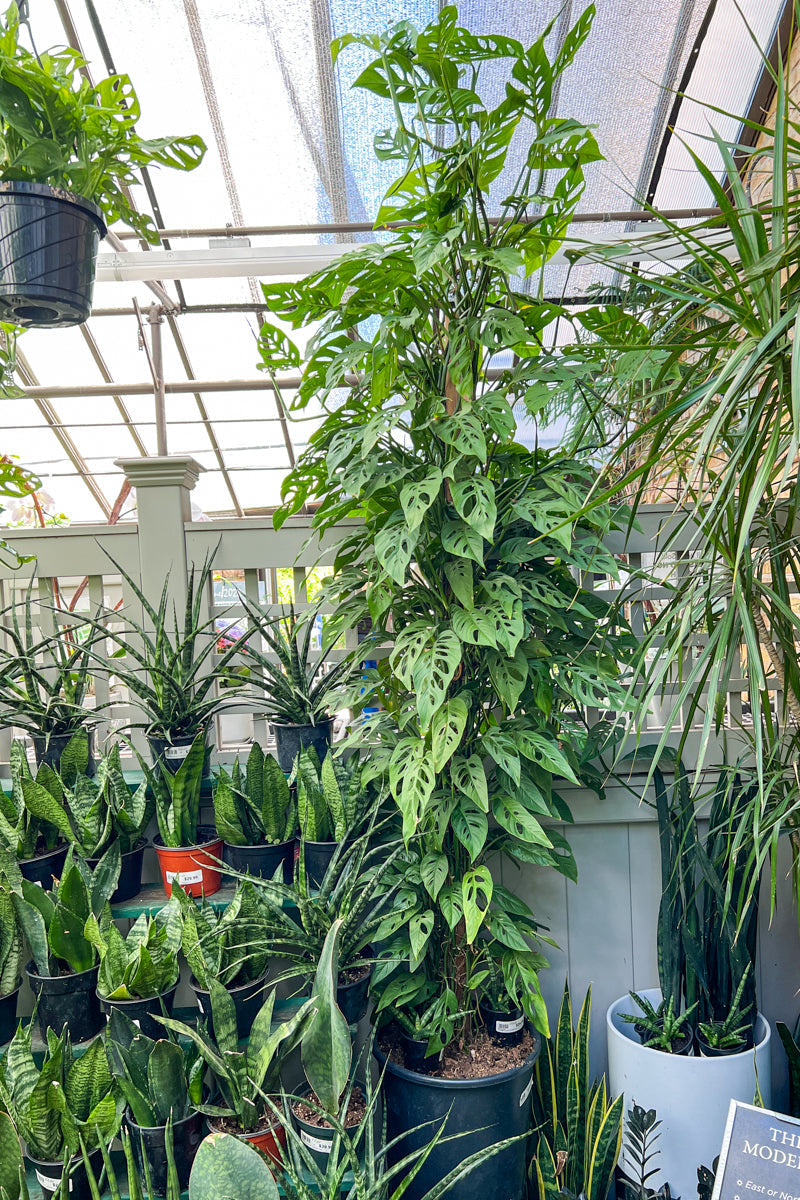 swiss cheese plant totem Philodendron, Swiss Cheese 14"T – Chalet