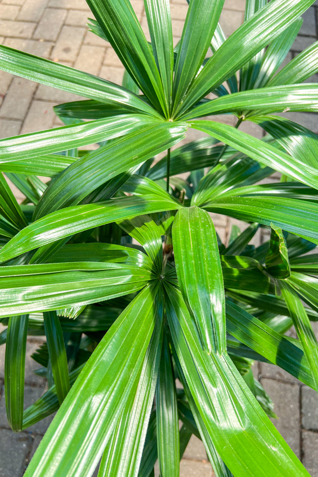 Palm, Lady Hawaiian 12"
