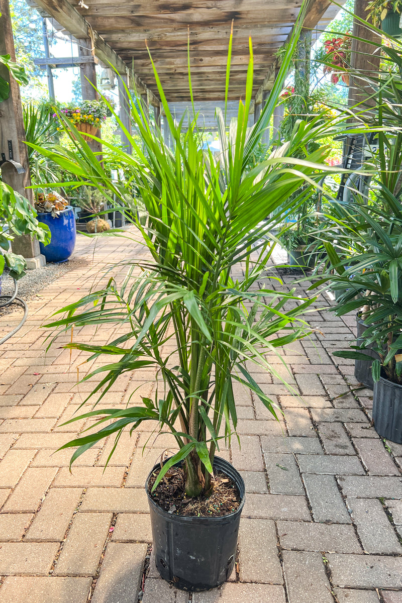 Palm, Cataractarum10