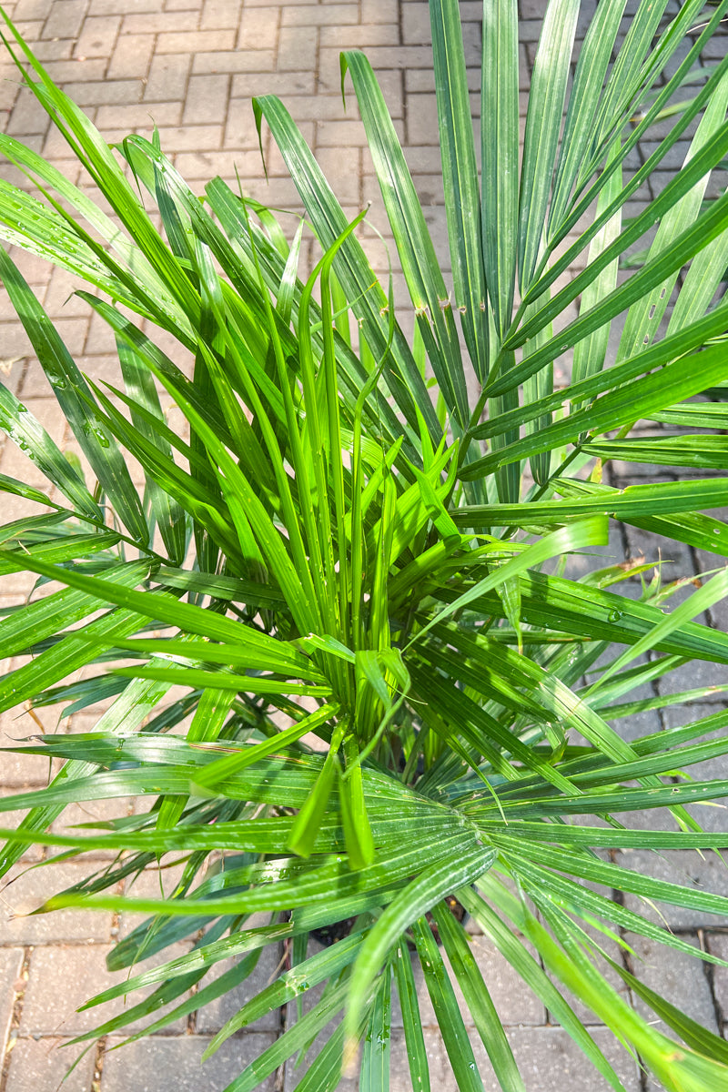 Palm, Cataractarum10"