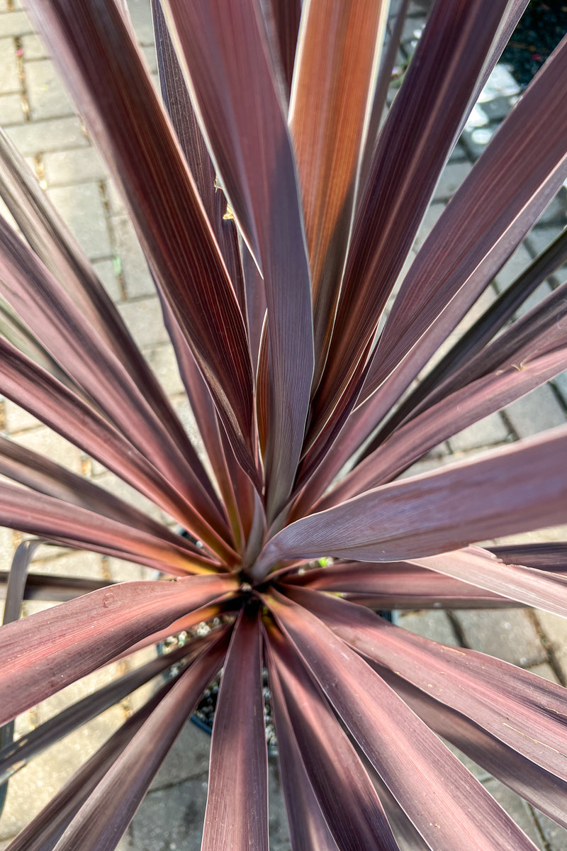 Cordyline, Red Sensation 10"