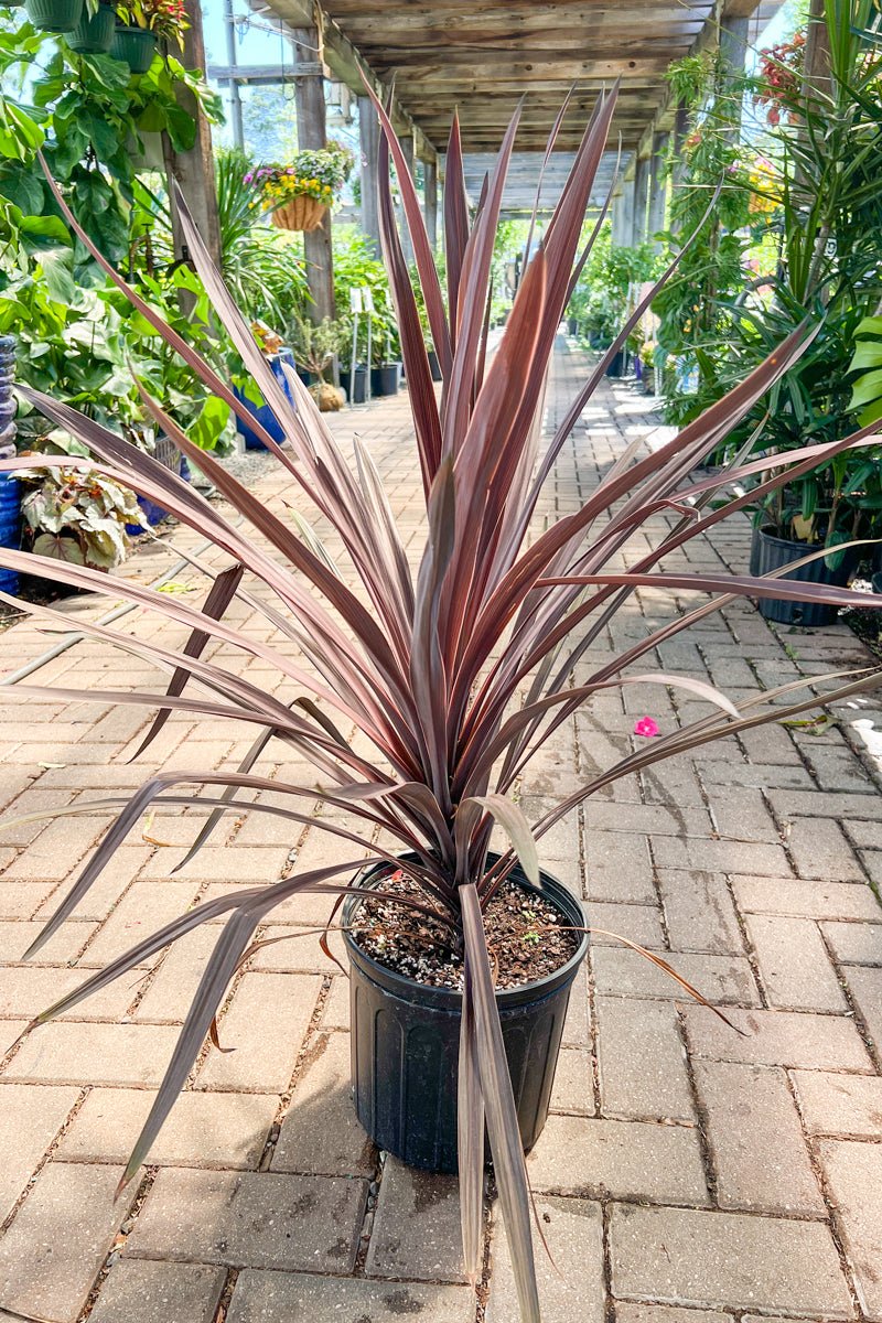 Cordyline Red Sensation