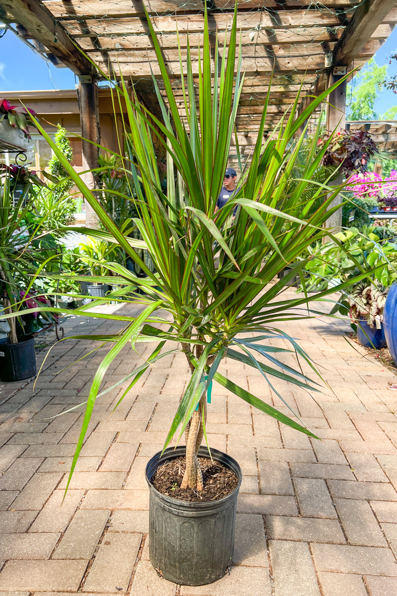 Dracaena Marginata 12" Braid